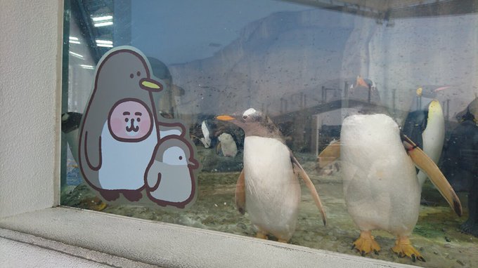 カナヘイの小動物 情報局さん がハッシュタグ ゆるっと水族館 をつけたツイート一覧 1 Whotwi グラフィカルtwitter分析
