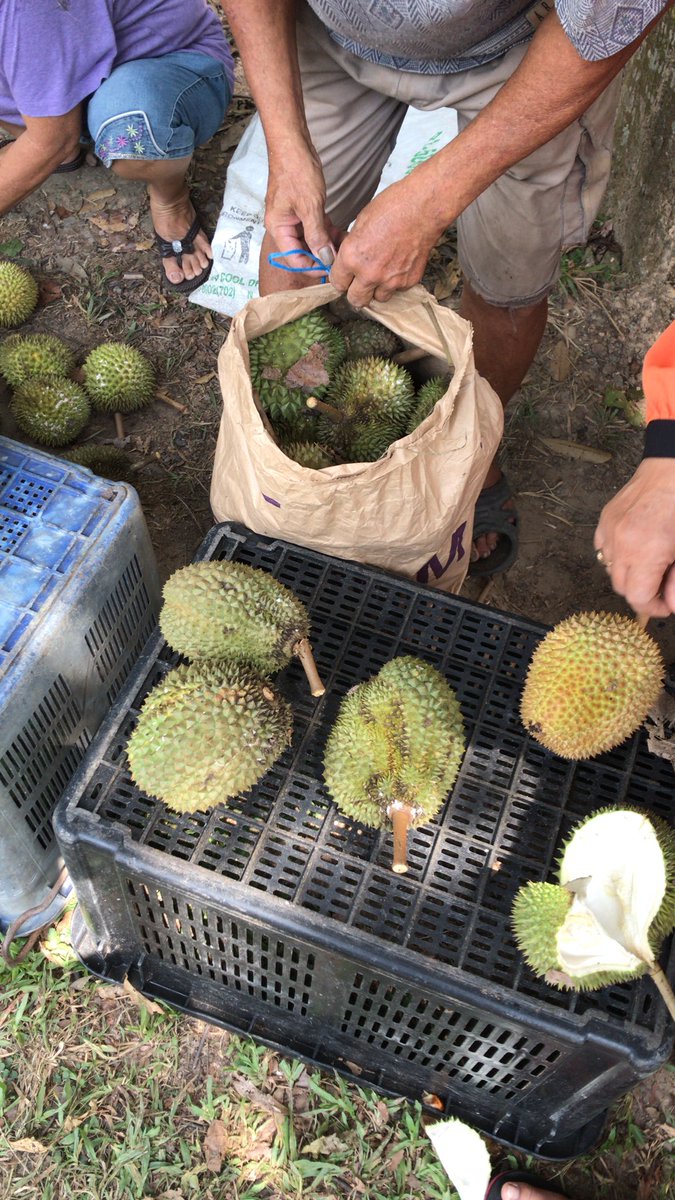 Deepblueseeeee در توییتر Jalan Pjs 2 Taman Medan Sederet 300m Orang Niaga Durian Malam Td Dapat Rm5 Kg