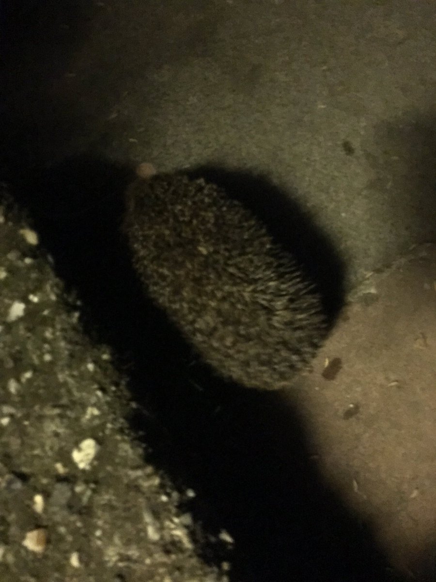 Vices Adulation tweet media