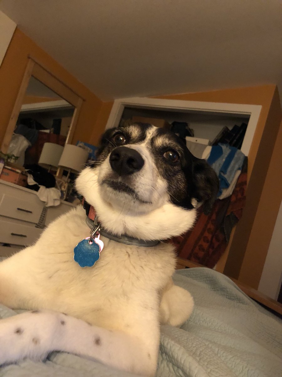 immarcusgram's tweet photo. My dog has a better Fupa than @h3h3productions https://t.co/p8HNXZHL4J