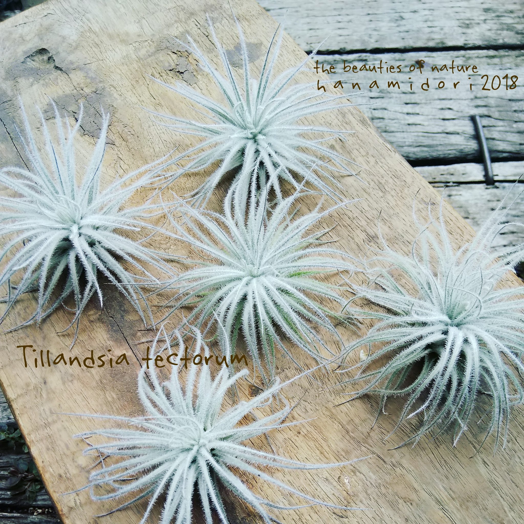 園芸専科 花見鳥 Hanamidori チランドシア テクトラム 久しぶりに良品が入荷しました モコモコかわいい チランドシア チランジア エアプランツ テクトラム グリーンのある暮らし 観葉植物 インテリアグリーン インドアグリーン