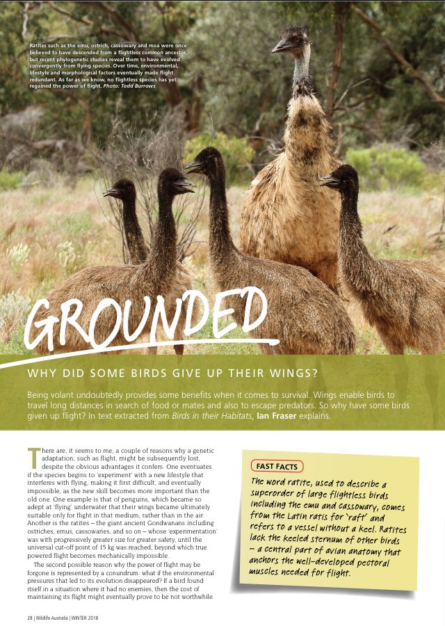 So why did some birds give up their wings? In our winter issue, Ian Fraser, author of “Australian Bird Names” and “Birds in their habitats”, explains all! Subscribe to <a href="/WildlifeAust/">Wildlife Australia</a> here wildlife.org.au/magazines/