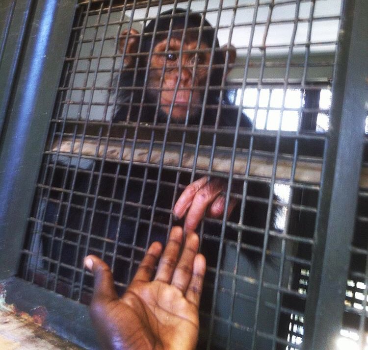 auther_tamale's tweet image. Met this chimp a year ago at the zoo. He was in quarantine after being rescued from poachers. He reached out to me and I couldn’t hesitate. Did you know chimps are 97.7% Human! 
#WorldChimpanzeeDay #conservationist #chimpLove