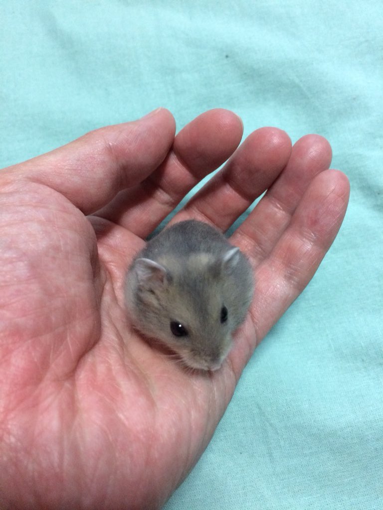 ｃｉｅｌ ａｌｅｎｃｏｎ シエル 水着着て泳ぎに行こうか あっ ワタシ達ハムスターだった 水は苦手なんだ ゴメン ジャンガリアン ハムスター T Co Yy5u3a0hgk Twitter