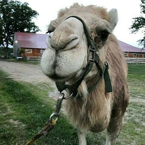 PurposeFarm's tweet image. Meet Morocco! He is our newest animal mentor💙🐪