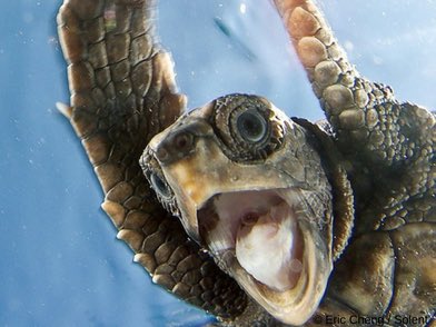 There is hope! Earth Optimism is changing the conservation conversation from doom and gloom to optimism and opportunity. Are you an Earth optimist? wildlife.org.au/great-news-the…