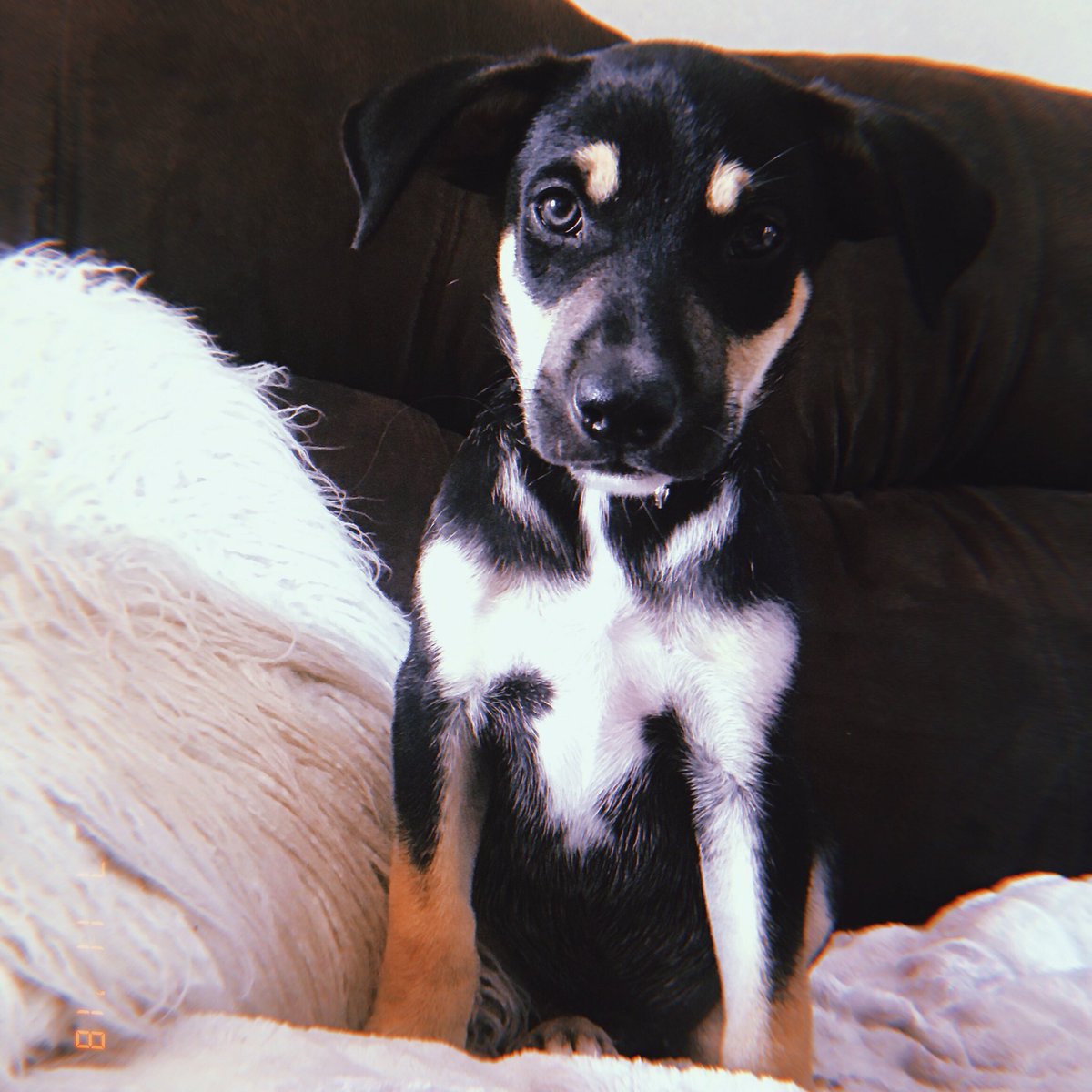 hollyabramo's tweet photo. Dang it, he straight up walks all over me 🖤🐾 #dogmom #myfirstboy #Trigger https://t.co/Zyw1oxs4Zm