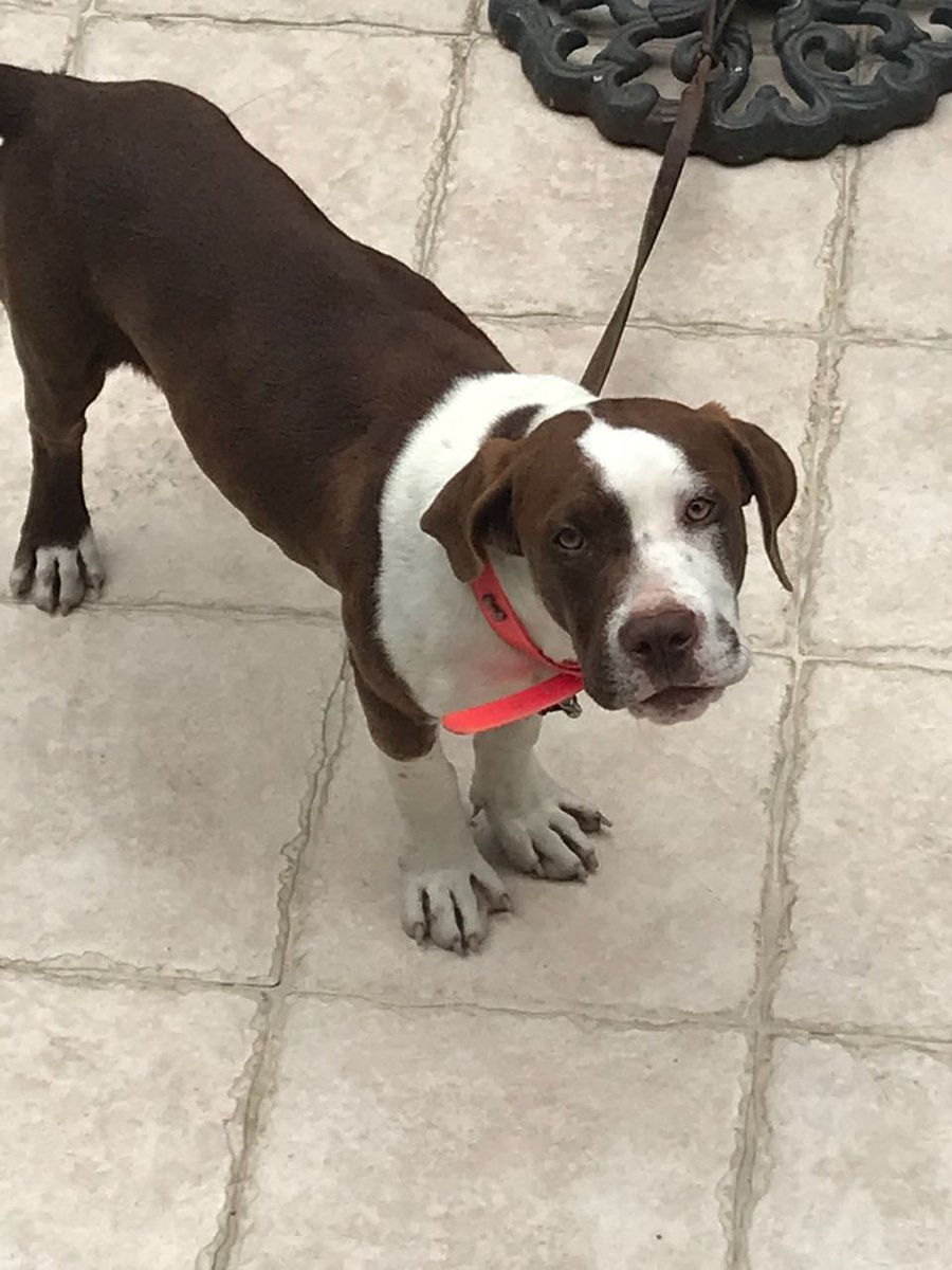 FerGalindo's tweet photo. Porfa RT!! Se perdió en la herradura y lo tiene resguardado una vecina, hoy lloró toda la tarde, 😞 grax @vecinosmocte @Vecinodeteca @VecinoHerradura @ACHEcolonos @issabelacamil @DefAnimalMX @por_perros @dany @Armindam @arturoelias @DefensaAnimal @IRREVERENT7 https://t.co/6SUZEgwAXZ
