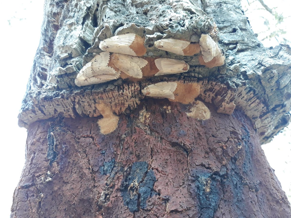 AnnaSanitjas's tweet photo. Aquest any hem tingut un augment important d'Eruga peluda del suro (Lymantria dispar) al Montseny i a les Guilleries. Veurem q passa l'any vinent pq hi ha postes per tot arreu... @AlertaForestal @agentsruralscat @RBMontseny @mediambientcat https://t.co/AgxAXHpApZ