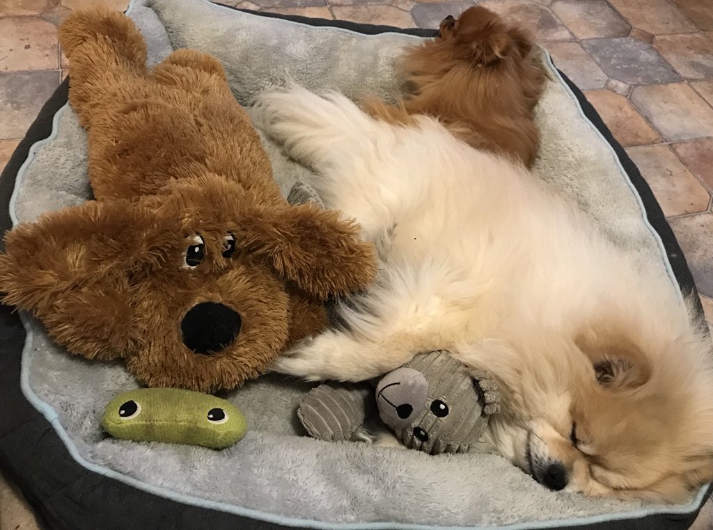 DarrenCutrupi's tweet photo. Just another Saturday night.
#Dexter #Sprinkles #puppas #pomercutians ❤️❤️❤️❤️❤️ #love #loveisdogs #pom #pomeranianlife #dogs #doggos #pomeranianlove #poms #pomeranianlovers #pomeranian https://t.co/8EPjvDiOsq