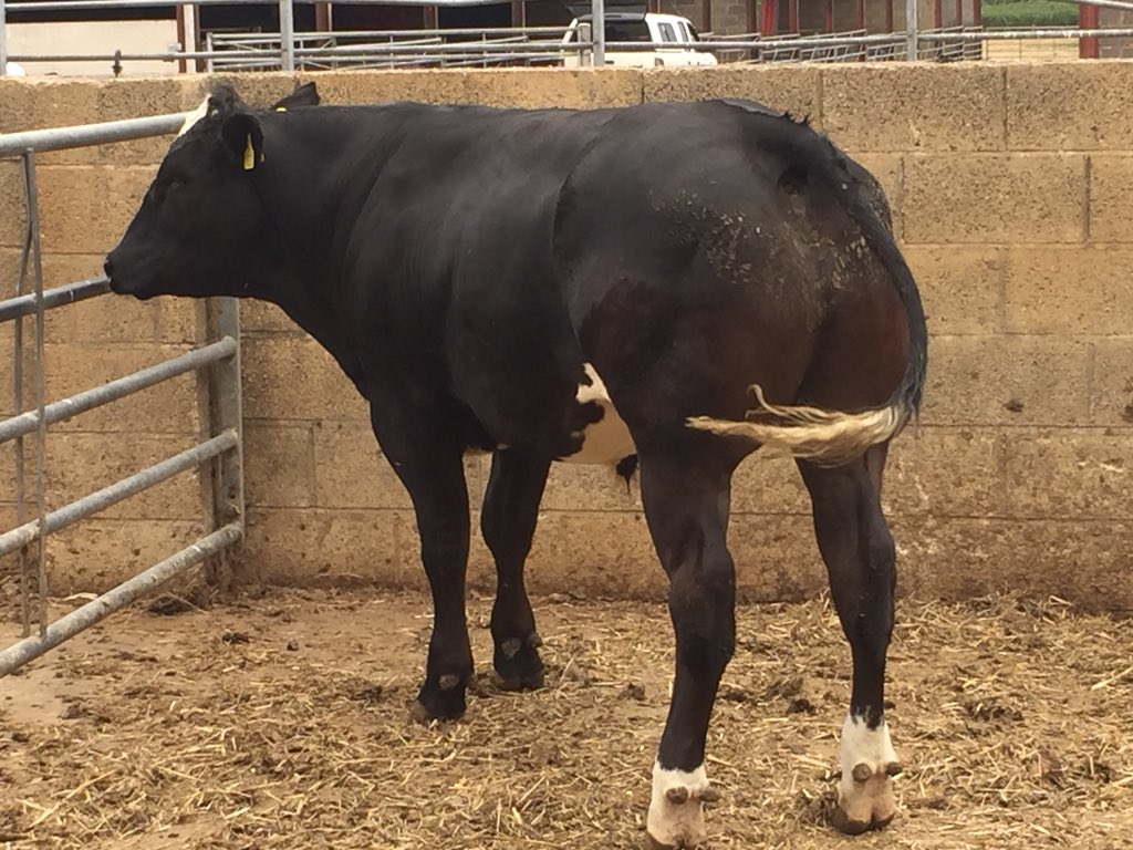 ManorFarmSA's tweet photo. 2 stores calves for #showpotential @FromeMarket next Friday 20th https://t.co/M7NCBSOzuo