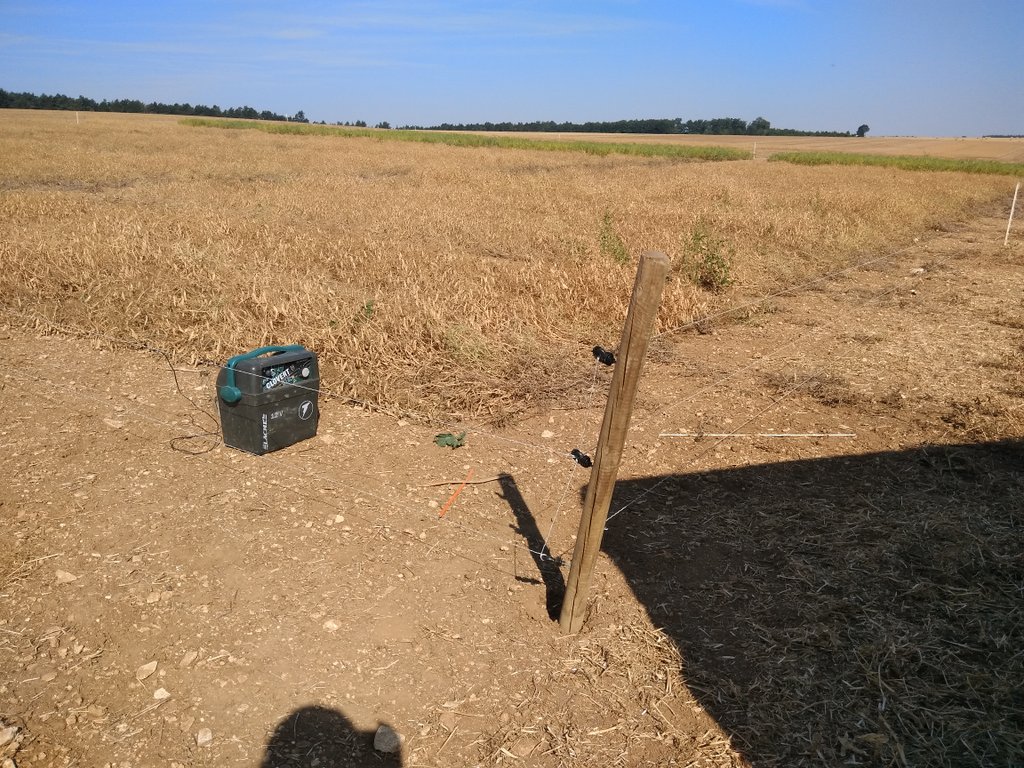BenoitMallinger's tweet photo. #moisson18 ce matin clôture des pois pour les préserver des sangliers, souffler la bête et c'est reparti pour un 3e jour en blé dans l'espoir de trouver toujours meilleur.
@coopEMC2 @fredonicolin @AgroGeek55 @joypettini https://t.co/wzKFXJn9U2
