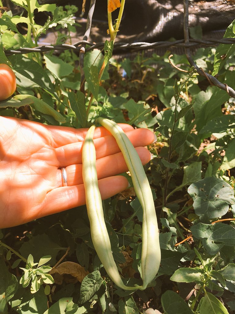 rbgardendesigns's tweet photo. It’s all about #beans and #berries at my #allotment .... oh and an inescapable drought! https://t.co/zZmpJzTjBw