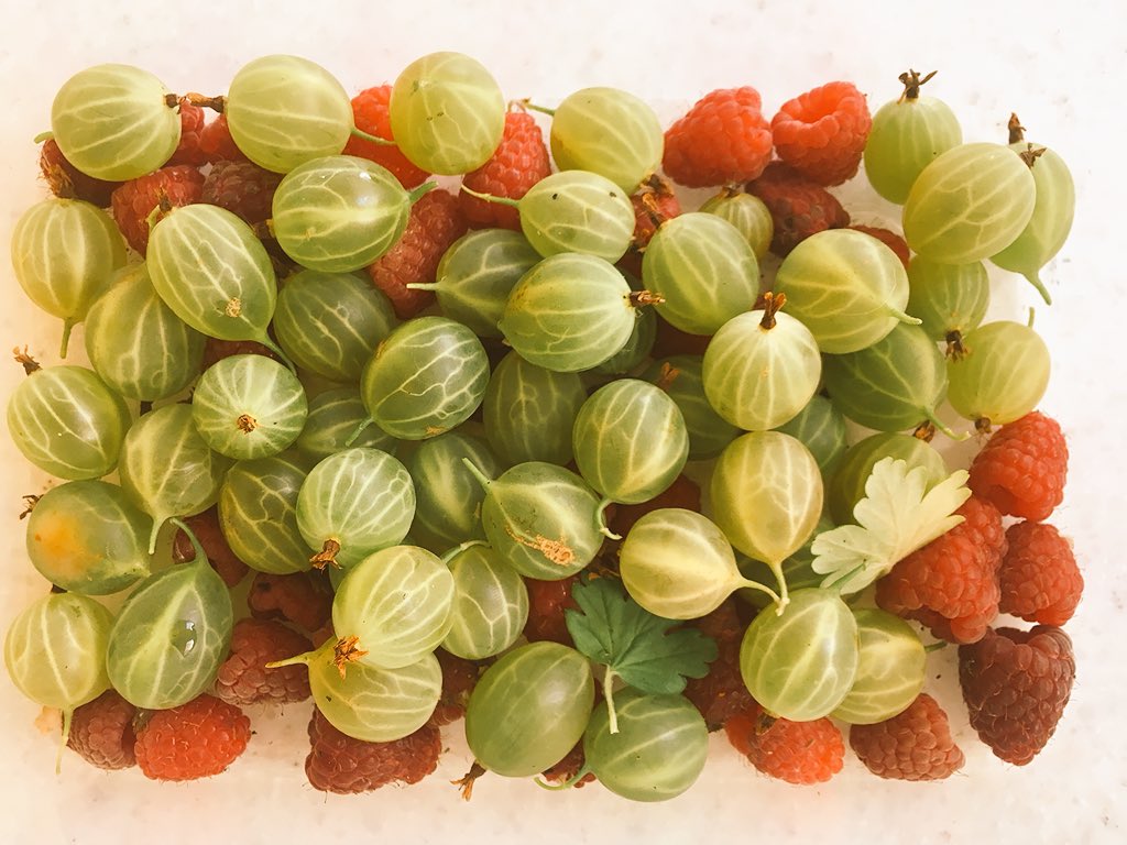 rbgardendesigns's tweet photo. It’s all about #beans and #berries at my #allotment .... oh and an inescapable drought! https://t.co/zZmpJzTjBw
