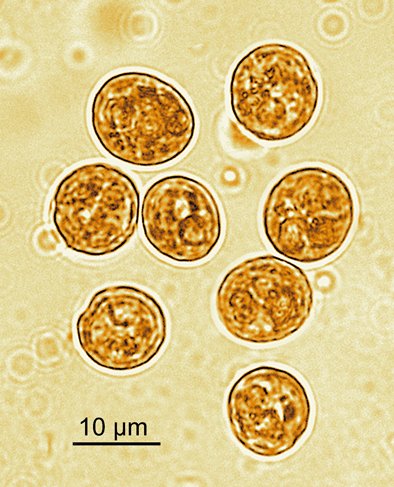 The world's most heat tolerant coral symbiont "Symbiodinium thermophilum" is now "officially" a named species! <a href="/TheCoralReefLab/">Coral Reef Lab</a> <a href="/OES_MBERG/">MBERG</a>  <a href="/OceanEarthUoS/">OceanEarthUniSoton</a> <a href="/unisouthampton/">University of Southampton</a> <a href="/KAUST_News/">KAUST</a> <a href="/NYUAbuDhabi/">NYU Abu Dhabi</a> <a href="/UniofExeter/">University of Exeter</a> onlinelibrary.wiley.com/doi/abs/10.111…