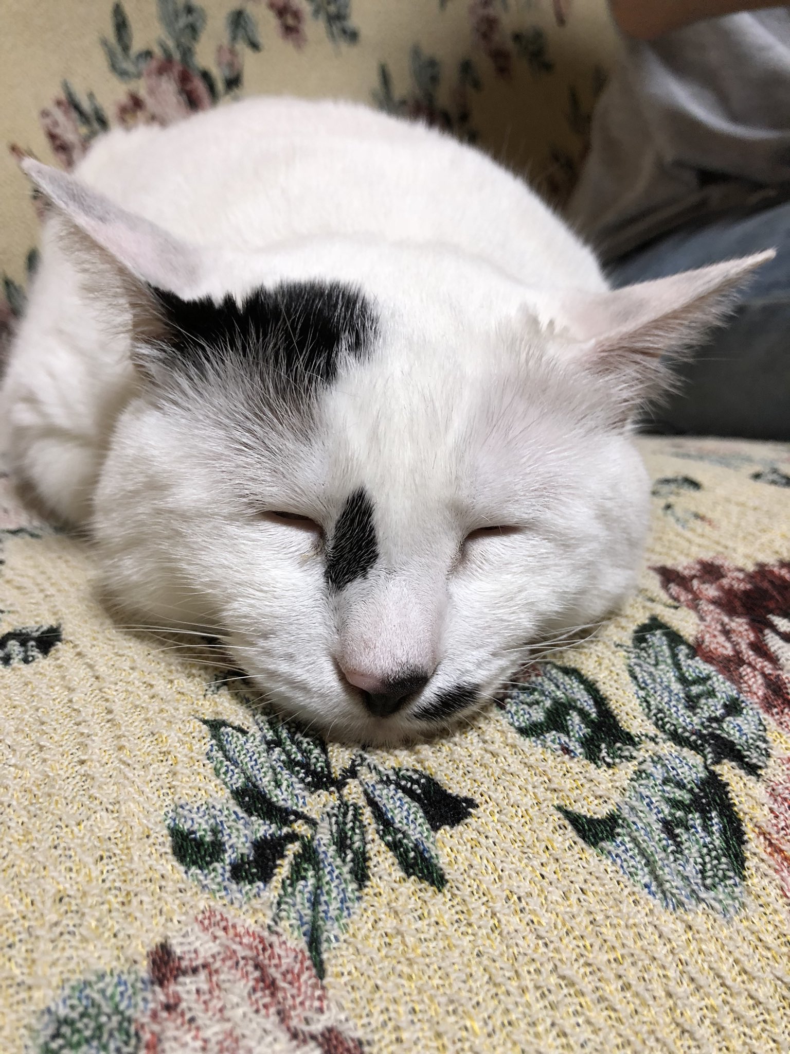 こけしのこけちゃん Twitterissa やばい ブサイク 笑 でもかわいいんだな しーちゃん ブサイク猫 T Co Htuvtvufru Twitter