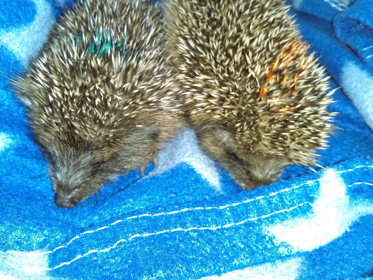 2 hoglets snuggled on a fleece