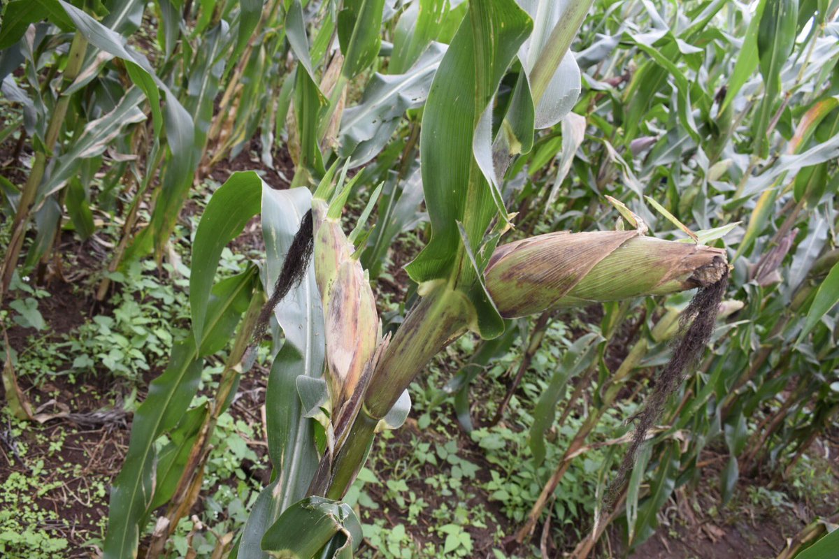 Have a look at this varieties of maize in Kiambu. The right maize variety for the soils of Kiambu. The farmers of Kiambu have been taught the importance of soil testing and use of the right seed varieties for their region by @AGRAAlliance &amp; other partners. #AgribusinessTalk254