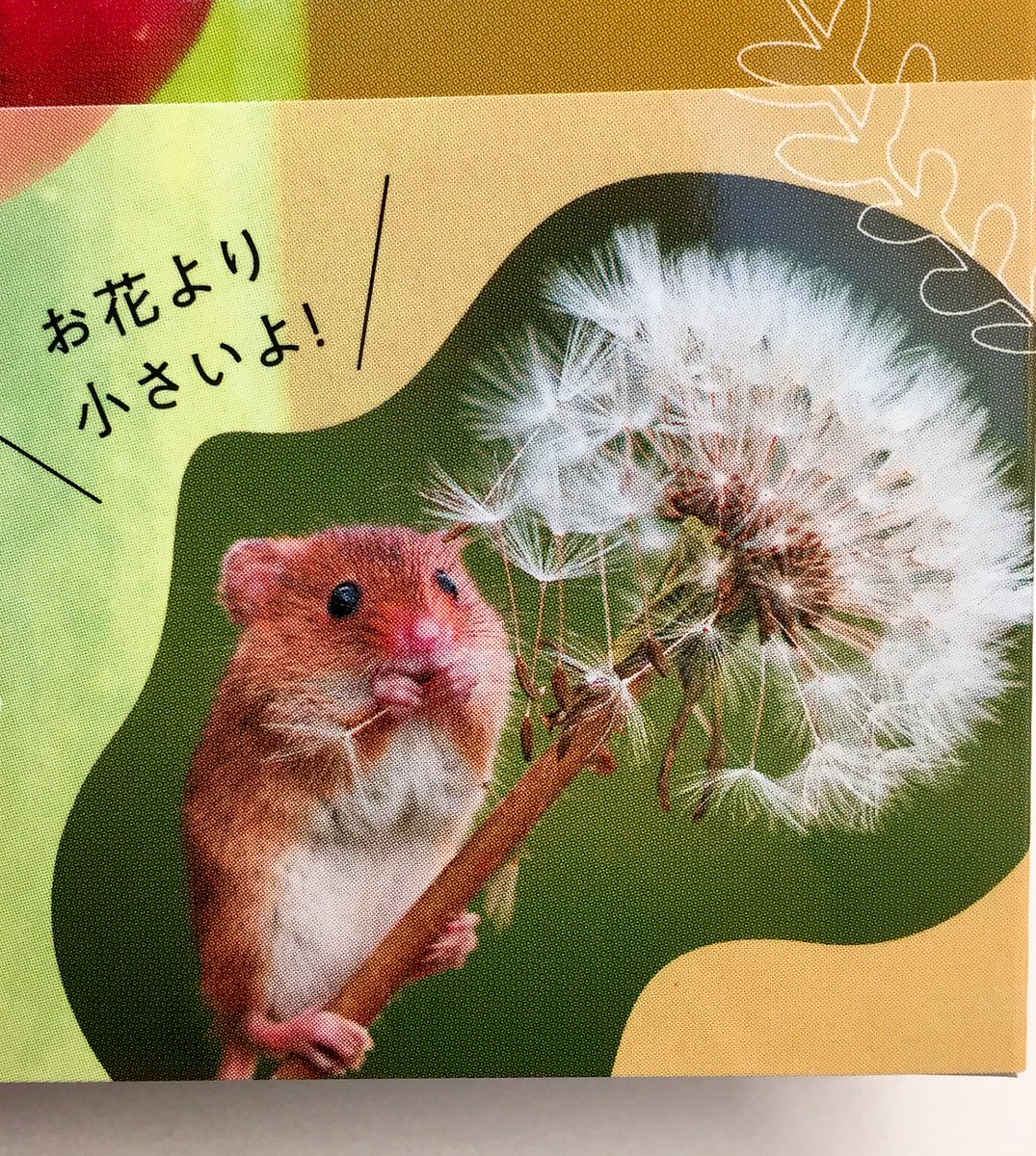 ジュンク堂書店 名古屋店 No Twitter 芸術書 ハーベストマウス ってご存知ですか 日本ではカヤネズミと呼ばれるとっても小さな彼らの写真集ができました ちいさなかわいいハーベストマウス Mdnコーポレーション 体長5 7cmのチューリップにだって埋もれ