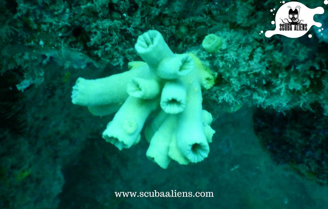 ScubaAliens's tweet photo. "We Exist Underwater - @ScubaAliens @PADI #Certified"

Every time you #dive, you hope you'll see something new - some #newspecies. Sometimes the #ocean gives you a #Gift.

#scubadiving #scubaaliens #wateraliens #PADIcertified #snorkeling #coralreef #fish #sea #boat #swimming https://t.co/bpc7fK9nIx