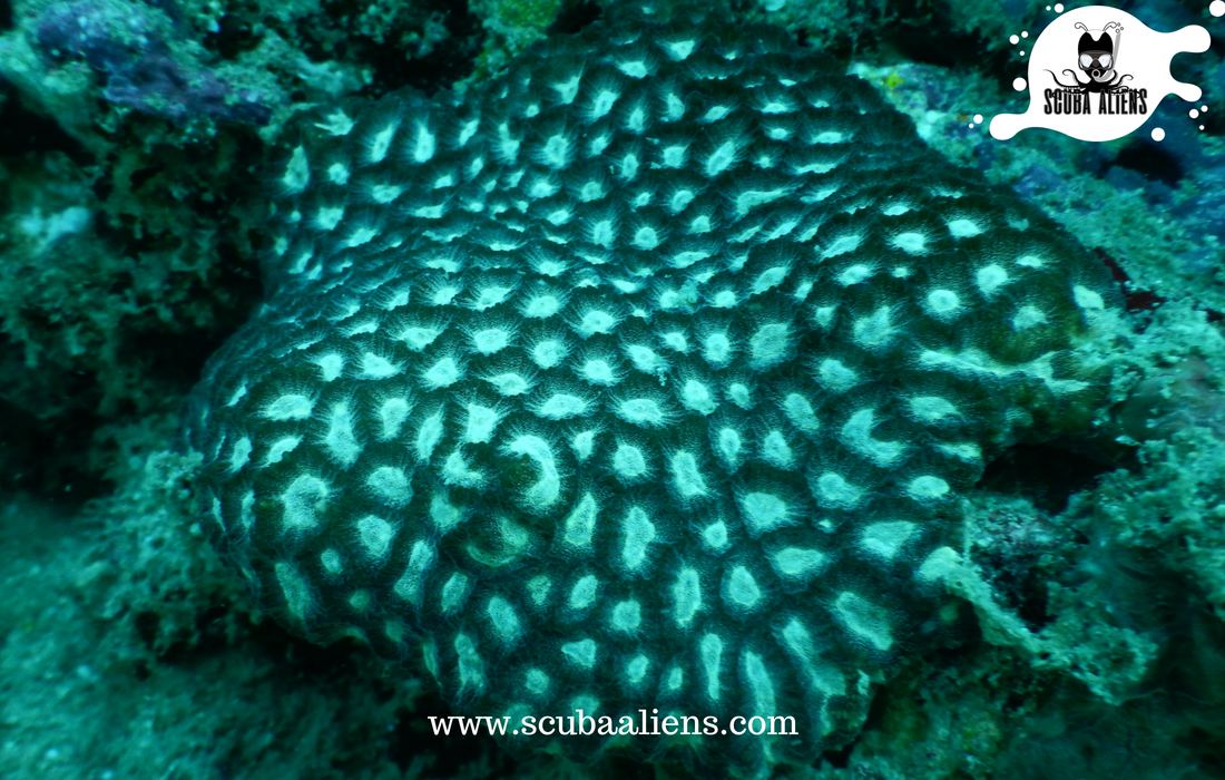 ScubaAliens's tweet photo. "We Exist Underwater - @ScubaAliens @PADI #Certified"

Every time you #dive, you hope you'll see something new - some #newspecies. Sometimes the #ocean gives you a #Gift.

#scubadiving #scubaaliens #wateraliens #PADIcertified #snorkeling #coralreef #fish #sea #boat #swimming https://t.co/bpc7fK9nIx