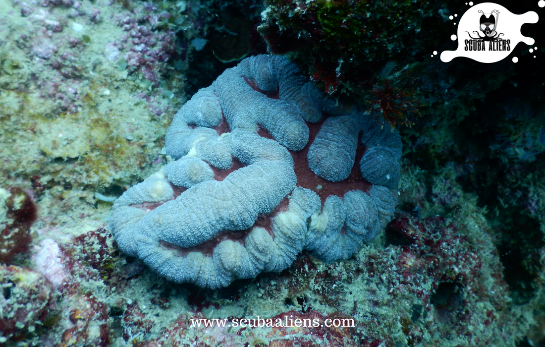 ScubaAliens's tweet photo. "We Exist Underwater - @ScubaAliens @PADI #Certified"

Every time you #dive, you hope you'll see something new - some #newspecies. Sometimes the #ocean gives you a #Gift.

#scubadiving #scubaaliens #wateraliens #PADIcertified #snorkeling #coralreef #fish #sea #boat #swimming https://t.co/bpc7fK9nIx