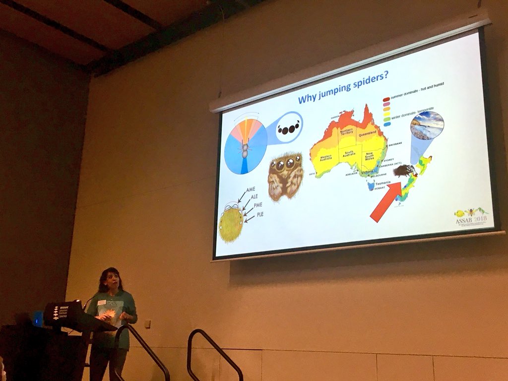 BehaveEcologyMQ's tweet photo. Some fun animations in Pariya Yorkโs presentation on ocular entrainment in Salticidae spiders. We ๐๐ท #ASSAB2018 https://t.co/KviGok45Gj