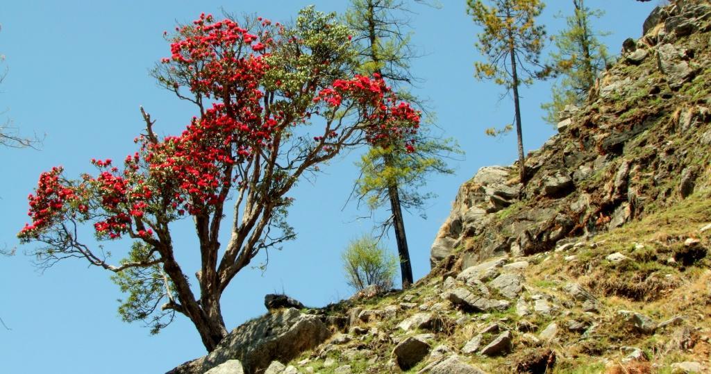 desiTraveler's tweet photo. Buransh Flowers Bring A Crimson Himalayan Spring in Uttarakhand > https://t.co/ccmgGKAKWA A little nostalgia, before I start my journey again to Kumaon. From tomorrow on a #RoadTrip with @UTDBofficial #BloggerBus https://t.co/foZiXMROzD