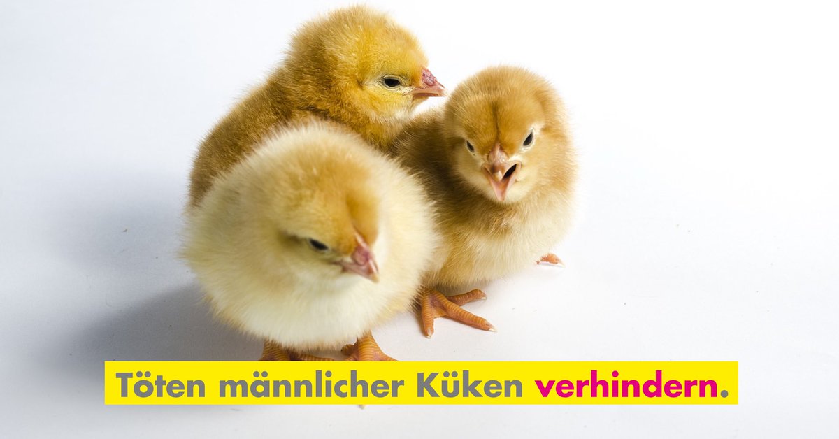 Fraktion Der Freien Demokraten على تويتر Weil Mannliche Kuken Kaum Fleisch Ansetzen Und Keine Eier Legen Sind Sie Fur Die Industrie Wenig Profitabel Und Werden Nach Dem Schlupfen Massenweise Getotet Wir Finden