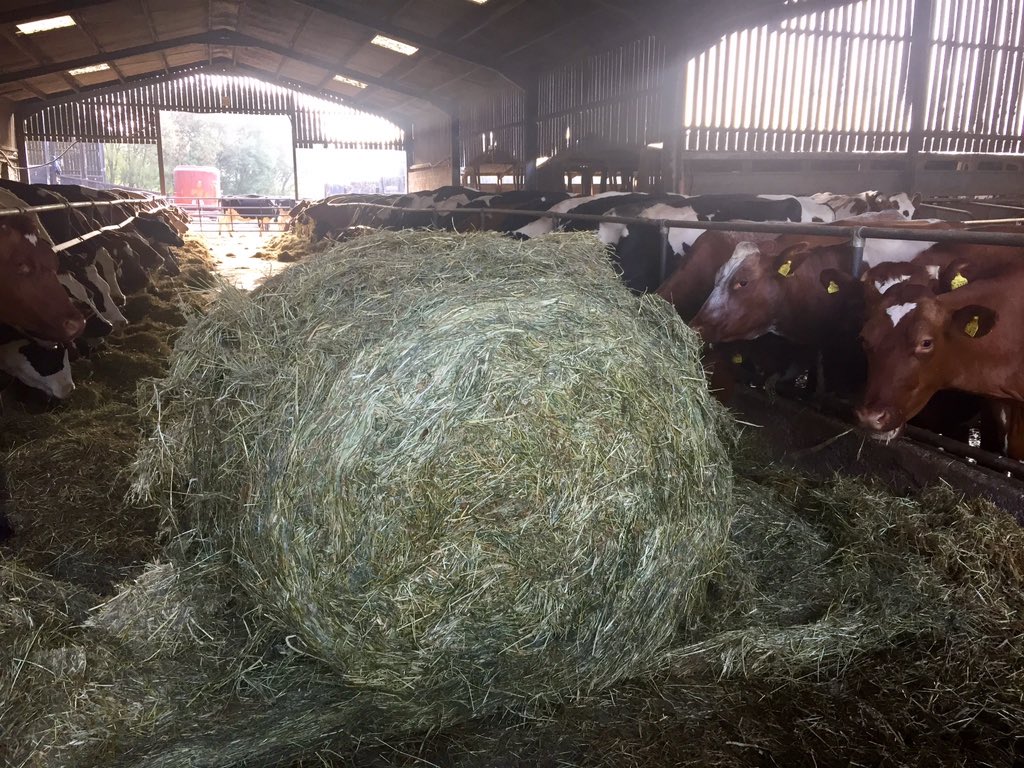 AbiReader's tweet photo. WANTED: Professional Rain Dancer 💃☔️💃☔️💃☔️💃☔️💃☔️💃☔️
Will pay cash on delivery
#bufferFeeding 😬#grasstomilk 🐄 #emergency 🆘 https://t.co/ZiVnim43gs