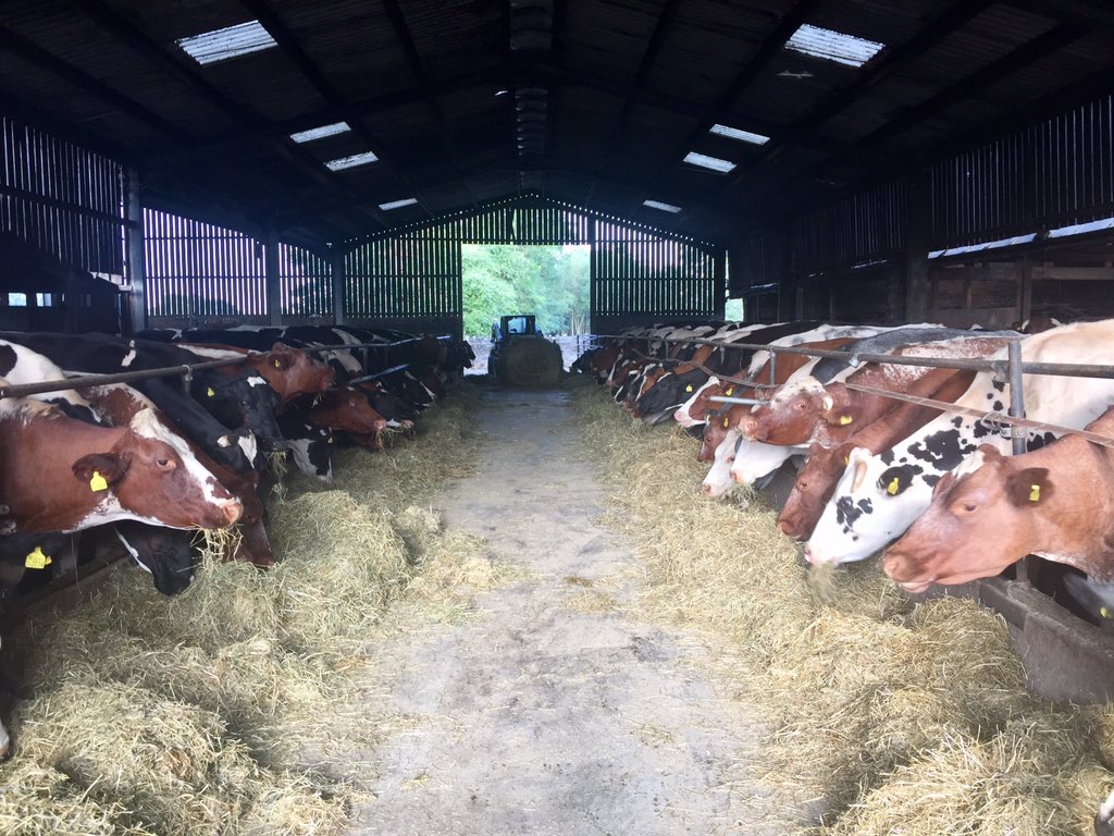 AbiReader's tweet photo. WANTED: Professional Rain Dancer 💃☔️💃☔️💃☔️💃☔️💃☔️💃☔️
Will pay cash on delivery
#bufferFeeding 😬#grasstomilk 🐄 #emergency 🆘 https://t.co/ZiVnim43gs
