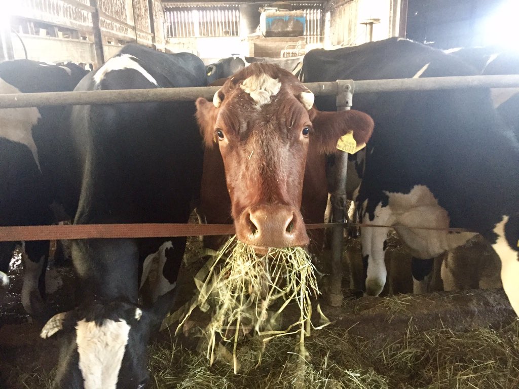 AbiReader's tweet photo. WANTED: Professional Rain Dancer 💃☔️💃☔️💃☔️💃☔️💃☔️💃☔️
Will pay cash on delivery
#bufferFeeding 😬#grasstomilk 🐄 #emergency 🆘 https://t.co/ZiVnim43gs