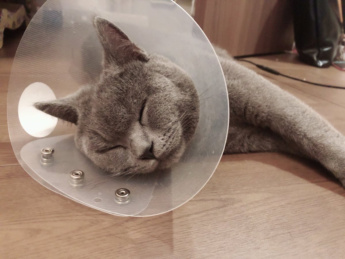 こんばんわにゃ…😽！！
今日はやっとエリザベスカラー取れるかもの日です😳💗
なんだか最近はエリザベスカラーがぐりにとっても体の一部にやっとなって来て生活できてたから少し寂しくなるね🧖‍♀️🧖‍♀️！

おねむだし少し暑い😵けど
がんばろうね😽