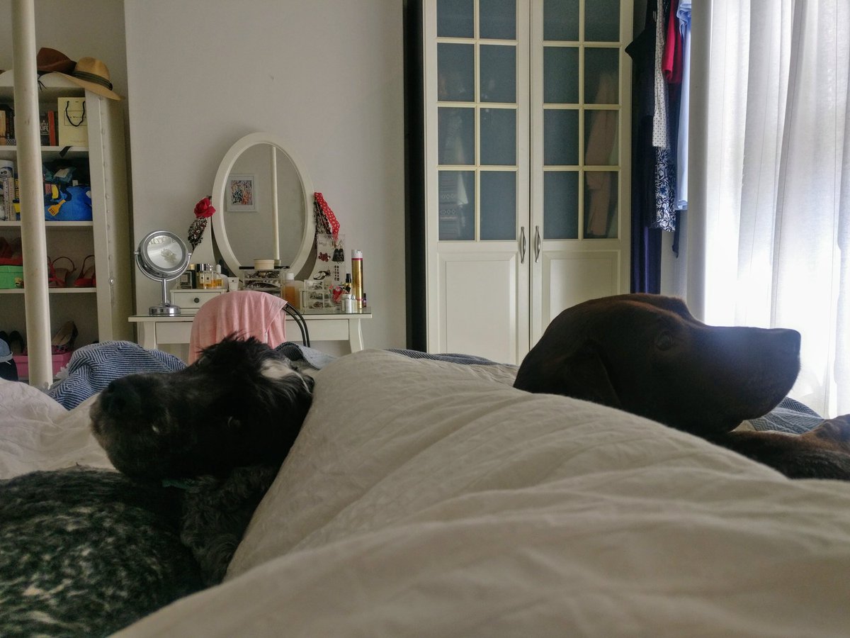 PittCharley's tweet photo. I'm being spooned on both sides #doggie #dogsoftwitter #cute https://t.co/AvR64BzMgn
