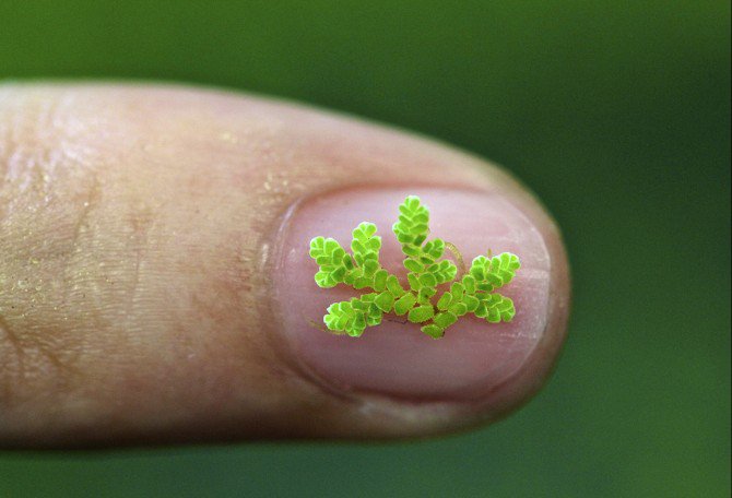 howarthsg's tweet photo. Fern’s sequenced genome holds environmental promise | Cornell Chronicle https://t.co/hjykLKQflI … @howplantswork @NaturePlants @BTIscience #Azollafiliculoides #Waterfern #fern https://t.co/1ZO93NHvM6