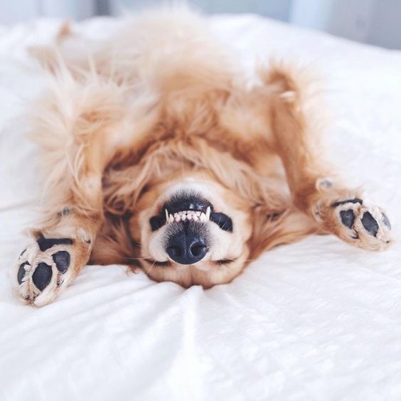 Happy Saturday Everyone. We hope your day is as happy as this pooch! 

#WeekendVibes
#SmileItsSaturday
#KirkbyLonsdale