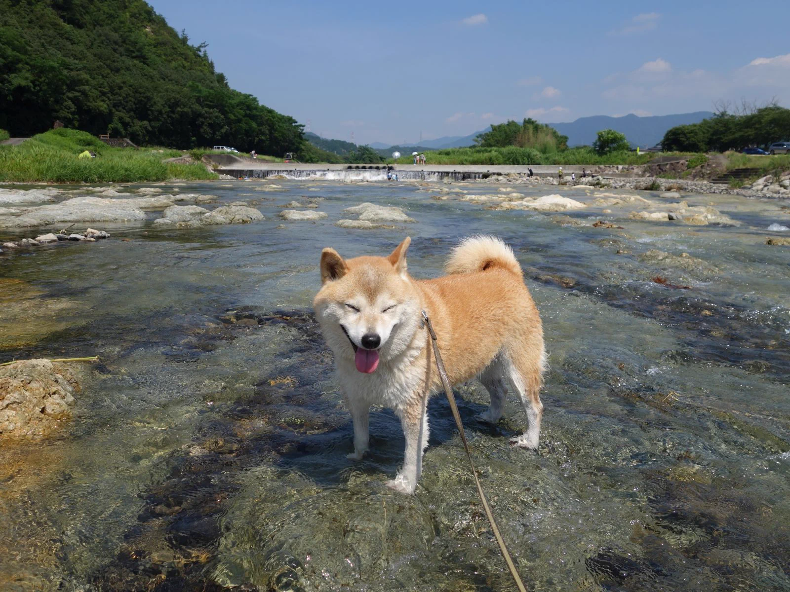 犬も今日は暑そうねｗ水に入って楽しむ犬が可愛すぎるｗｗｗ