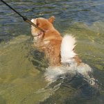 犬も今日は暑そうねｗ水に入って楽しむ犬が可愛すぎる!