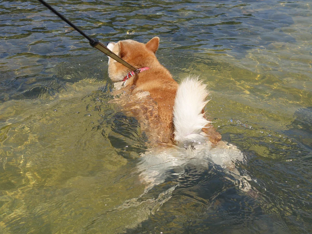 犬も今日は暑そうねｗ水に入って楽しむ犬が可愛すぎるｗｗｗ