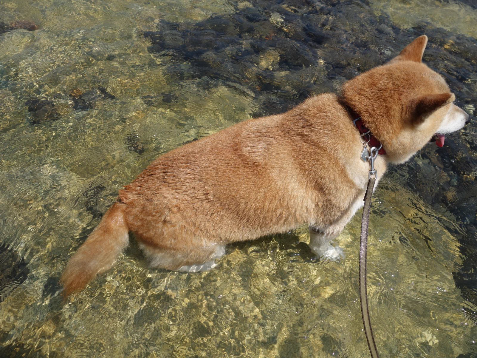 犬も今日は暑そうねｗ水に入って楽しむ犬が可愛すぎるｗｗｗ