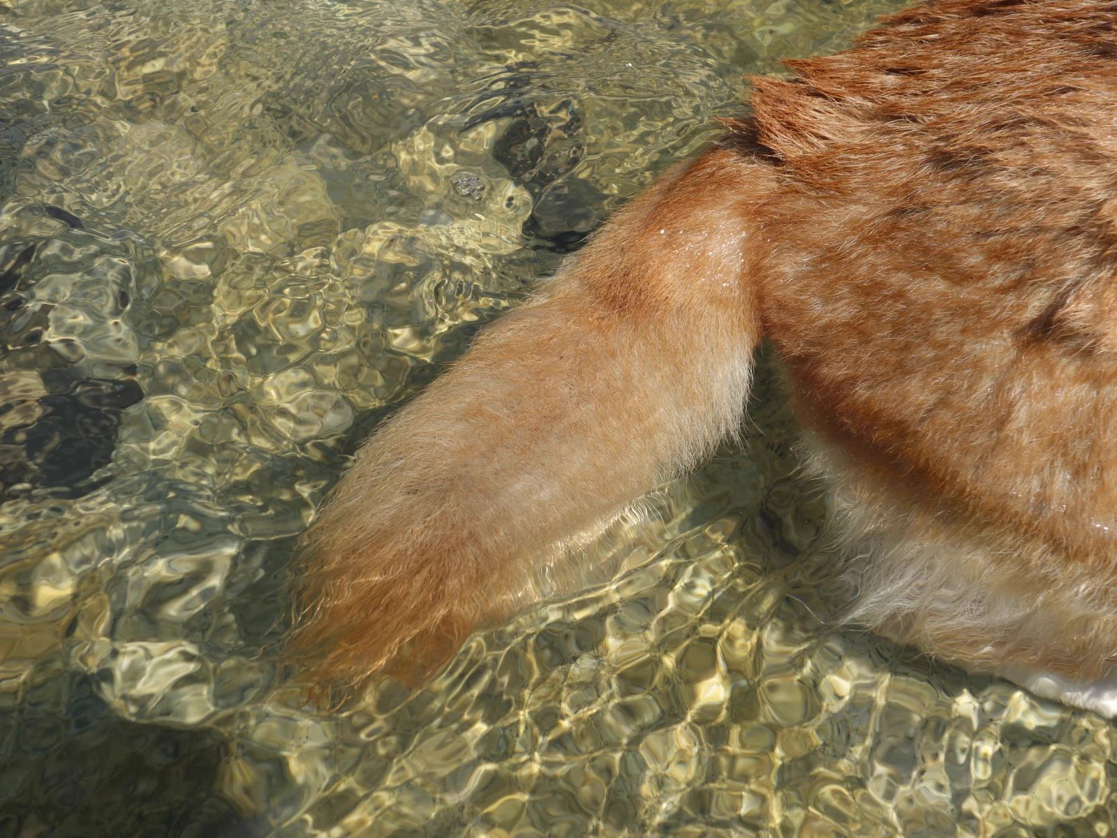 犬も今日は暑そうねｗ水に入って楽しむ犬が可愛すぎるｗｗｗ