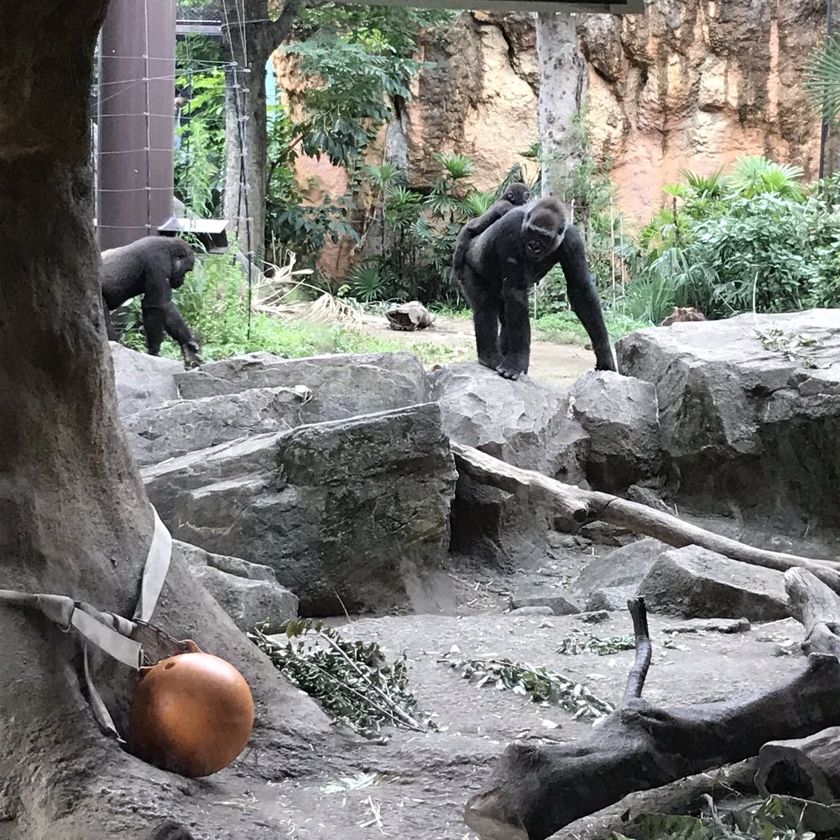 上野ZOOに行ってきました。やっぱり動物園は楽しいな〜 