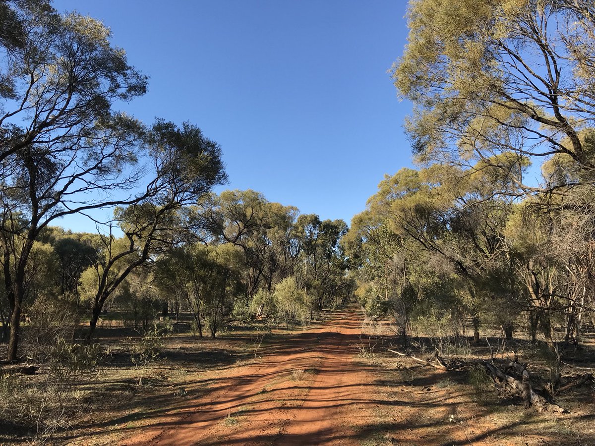 pedionomus's tweet image. Binya birding #stateforests #thehorsepaddock #birds