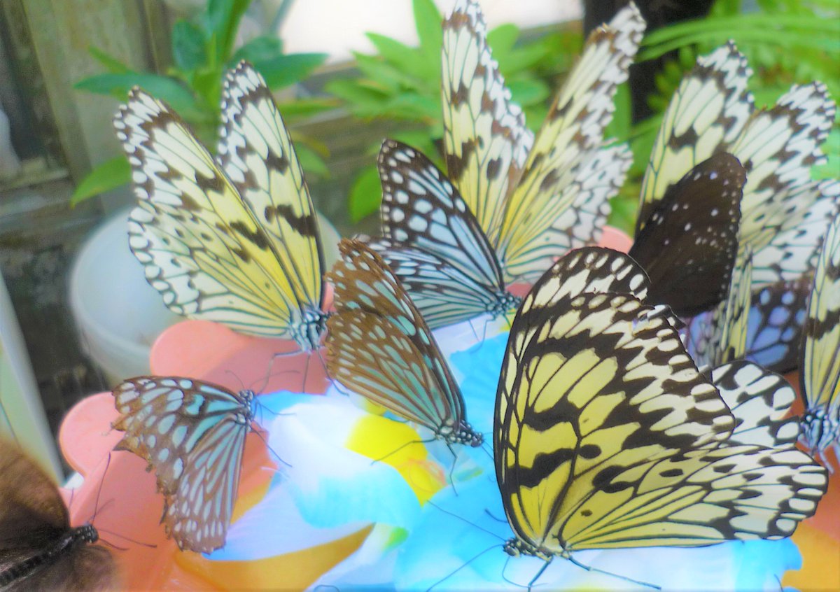 春夏 على تويتر オオゴマダラ とリュウキュウアサギマダラの群れです まるで花束のようですよね 東南アジアで広く生息する種で 黄色と黒の羽が美しいオオゴマダラの幼虫は毒を持ち黒に赤の斑点があるのですが さなぎになるとなんと黄金に光輝く姿になるのです