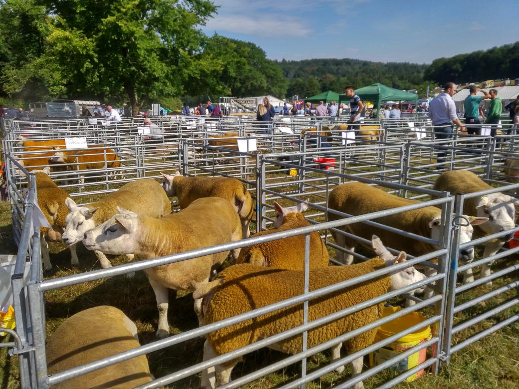 CastlewellanSho's tweet photo. Some of the trophies for our sheep classes. Who will be this year's champions? https://t.co/1yV3obp2j4