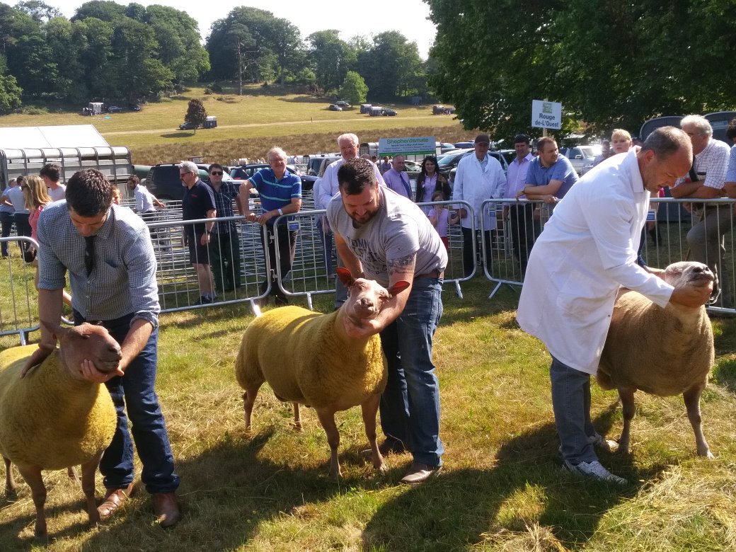 CastlewellanSho's tweet photo. Some of the trophies for our sheep classes. Who will be this year's champions? https://t.co/1yV3obp2j4