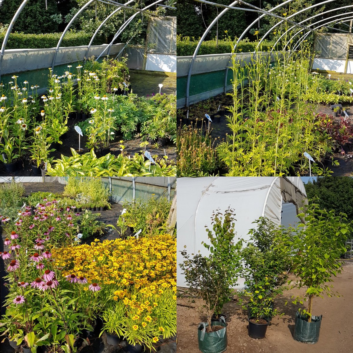 Great time to study our extensive plant range ready for next season #Gardening #plantsman #gardendesign #wholesalenursery #leicestershire #Landscaping