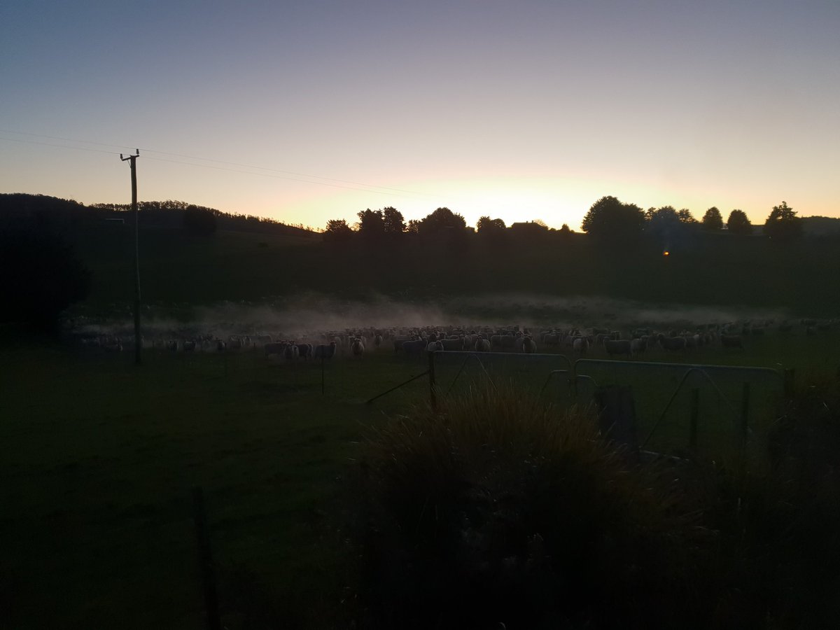 EcoMarine's tweet photo. @susie_dent 
A question from the deep south of Tasmania;
Is there a word for a fog created from the collective warmth of amassing sheep? https://t.co/olLySPUbI4