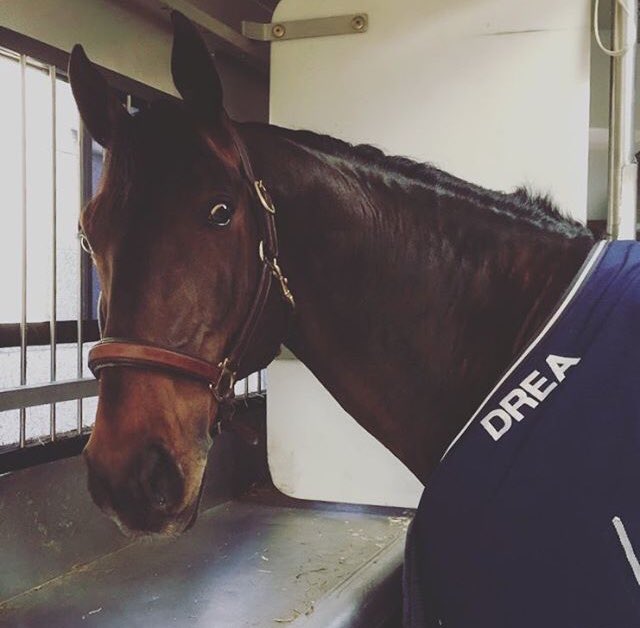 VERO Equestrian tweet media
