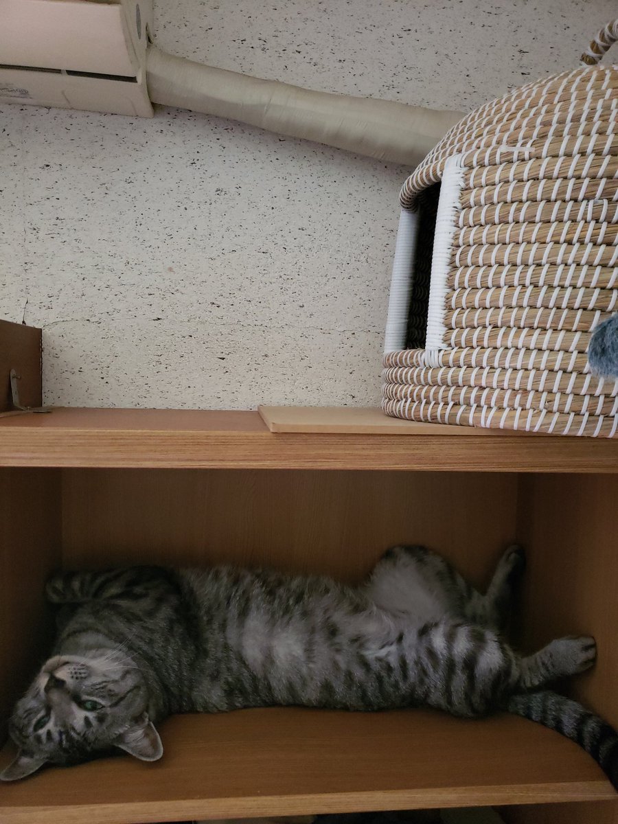 shito7010's tweet photo. 暑さにやられた、うちの猫のダレぐあい見て https://t.co/eDZTQ3uUL9